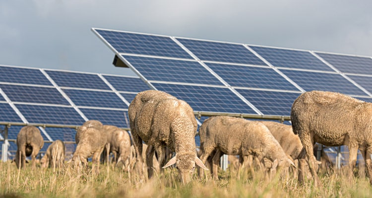 Biodiversity photovoltaics: Is there an answer to the land dilemma?